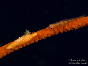 wonderful encounter on a whip by Mona Dienhart 